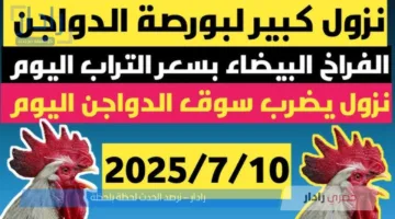 بورصة الدواجن تُعلن تراجع جديد لـ أسعار الفراخ البيضاء اليوم .. الفراخ بقت ببلاش