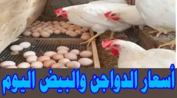 “يا ترى بكام النهاردة؟” … أسعار الدواجن والبيض اليوم الأربعاء تعرف على أسعار الكيلو والكرتونة الآن