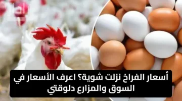 أسعار الفراخ نزلت شوية؟ اعرف الأسعار في السوق والمزارع دلوقتي