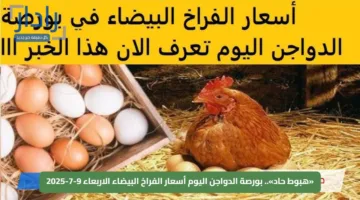 «هبوط حاد».. بورصة الدواجن اليوم أسعار الفراخ البيضاء الاربعاء 9-7-2025
