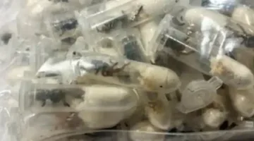 «فضول غامض» إحباط تهريب 1500 عنكبوت نادر مختبئين داخل علب بسكويت بألمانيا