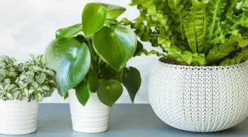 نباتات زنبق السلام وخيزران الحظ تعزز طاقة الشفاء في منزلك بطرق طبيعية