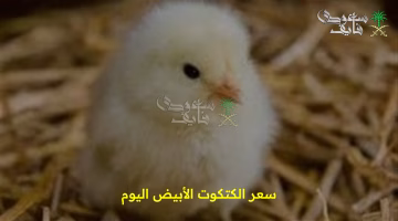 ارتفاع جديد في سعر الكتكوت الأبيض.. تعرف على الأسعار اليوم