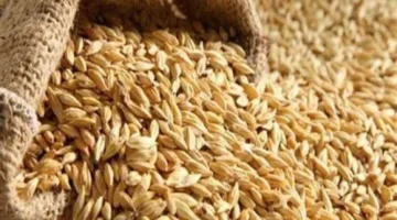 تراجع جديد في سعر أرز الشعير طن رفيع الحبة.. تعرف على السعر المحدث في الأسواق الآن