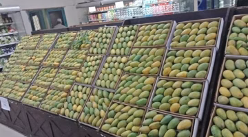 تغييرات جديدة في أسعار المانجو اليوم.. تعرف على حركة الأسعار في العويسي والزبدية والفونس