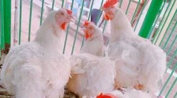 أسعار الفراخ البيضاء والبلدي وأطباق البيض في الأقصر اليوم 14 أكتوبر 2025