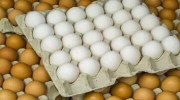أسعار البيض في كفر الشيخ ترتفع إلى 3 جنيهات الأربعاء 12 نوفمبر 2025
