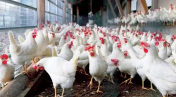 تحرك جديد بالأسواق.. أسعار الدواجن والساسو تسجل أرقامًا مختلفة بتعاملات الأربعاء