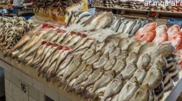 سعر البلطي في سوق القليوبية اليوم الأحد 14 ديسمبر 2025