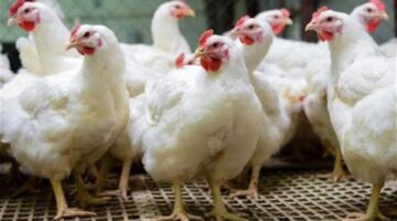 تحديثات الأسعار الصباحية.. بورصة الدواجن تعلن سعر الفراخ البيضاء للمستهلك اليوم الخميس
