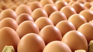 سعره بالأسواق.. تفاصيل تكلفة كرتونة البيض للمستهلك المصري في تعاملات السبت الجاري