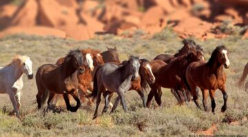 بشكل استثنائي.. تفاصيل عملية نقل 147 خيلاً من قطر إلى أوروبا جوًا
