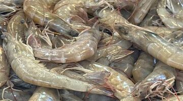 بورسعيد تفتح أبواب سوق الأسماك بأسعار اقتصادية لتجهيز مائدة إفطار شهر رمضان