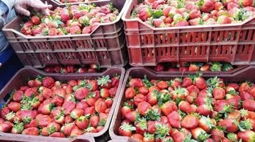 تحديث أسعار الخضراوات والفاكهة في أسواق كفر الشيخ مع تراجع ثمن الفراولة لدينار ونصف