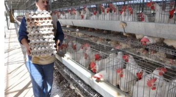 تحديث جديد في أسعار الدواجن بعد وصول الكيلو إلى 77 جنيهاً بالأسواق المحلية