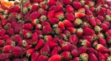 تحديث جديد في أسعار الفاكهة بأسواق القليوبية وقيمة الفراولة تتصدر المشهد اليوم