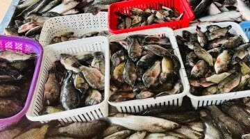 تحديث جديد لأسعار الأسماك في كفر الشيخ وتراجع سعر كيلو البلطي بمختلف الأسواق المحلية