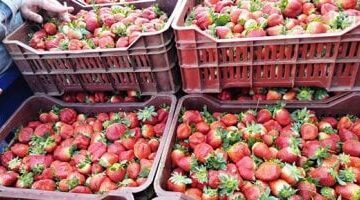 تحديث جديد لأسعار الفاكهة في أسواق مطروح وسعر كيلو الفراولة يبلغ 30 جنيهاً
