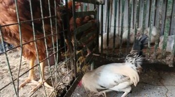 تحديث جديد لأسعار الفراخ بأسواق مطروح ووصول سعر الوراك إلى 120 جنيهاً