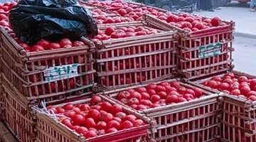 تحديث جديد يخص أسعار الخضراوات والفاكهة داخل أسواق محافظة كفر الشيخ اليوم الإثنين