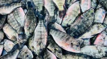 تحديثات أسعار الأسماك في أسواق كفر الشيخ والبلطي يسجل 70 جنيهًا