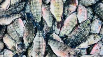 تحديثات أسعار السمك والبلطي في أسواق القليوبية خلال تعاملات اليوم الإثنين