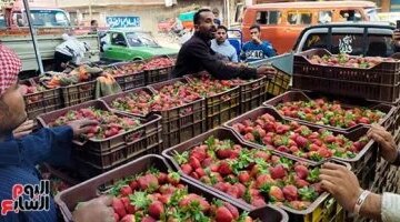 تحديثات أسعار الفاكهة بأسواق القليوبية اليوم وتكلفة شراء كيلو الفراولة الجديد