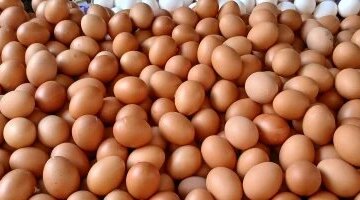 تحديثات أسعار طبق البيض الأبيض في القليوبية ووصول الكرتونة إلى 130 جنيهاً