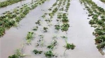 تحذير من وزارة الزراعة للمزارعين بشأن وقف التسميد بسبب أمطار غزيرة غداً