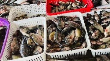 تحرك جديد في أسعار الأسماك والبلطي بأسواق كفر الشيخ يوم الاثنين 16 مارس