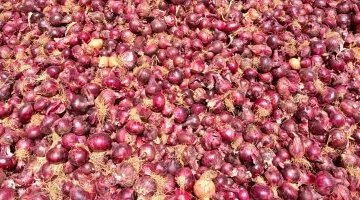 تحركات أسعار الخضراوات بأسواق بورسعيد بعد وصول البصل إلى 25 جنيهاً بمنتصف العيد