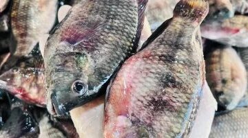 تحركات جديدة في أسعار الأسماك بأسواق مطروح ووصول الدنيس إلى 200 جنيه
