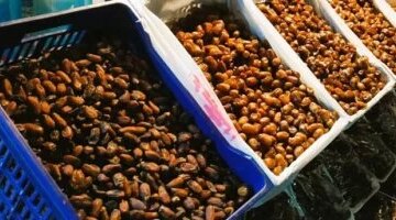 تحركات جديدة في أسعار التمور والبلح السيوي داخل أسواق مطروح اليوم الأربعاء