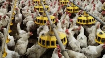 تحركات جديدة في أسعار الدواجن بكفر الشيخ وصدمة للمستهلك بسبب وصول الكيلو 100 جنيه