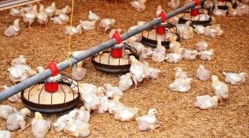 تحركات جديدة في أسعار الدواجن داخل أسواق كفر الشيخ ووصول الكيلو لمستويات مختلفة