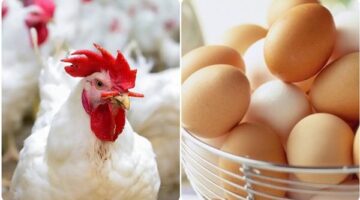 تحركات جديدة في أسعار الدواجن والبيض بالأسواق المصرية خلال تعاملات الثلاثاء