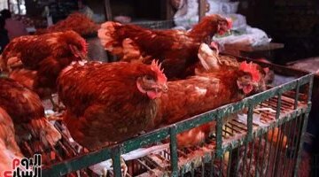 تحركات جديدة في أسعار الدواجن والبيضاء بأسواق الأقصر خلال تعاملات الأحد 29 مارس