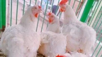 تحركات جديدة في أسعار الدواجن والبيضاء داخل أسواق ومحلات محافظة الأقصر اليوم السبت