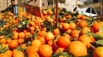 تحركات جديدة في أسعار الفاكهة بأسواق مطروح والبرتقال يسجل 20 جنيهاً اليوم
