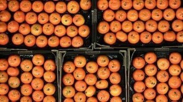 تحركات جديدة في أسعار الفاكهة بالأقصر واليوسفي يسجل 25 جنيها للكيلو