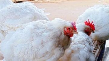 تحركات جديدة في أسعار الفراخ البيضاء داخل أسواق محافظة المنوفية اليوم السبت