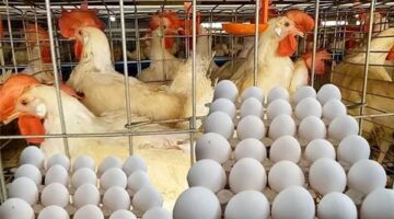 تحركات جديدة في أسعار الفراخ البيضاء والبلدي وطبق البيض خلال تعاملات الجمعة