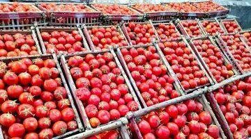 تحركات جديدة في أسعار الفواكه والخضراوات بالإسكندرية ووصول الطماطم لثلاثين جنيهاً