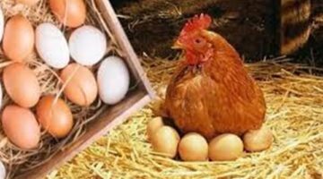 تحركات مفاجئة في أسعار الدواجن والبيض بالأسواق والبورصة قبل حلول عيد الفطر