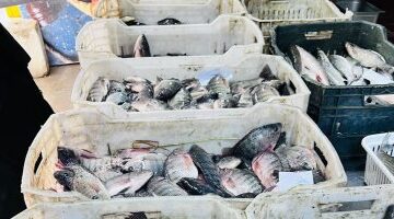تحركات ملحوظة في أسعار أسماك البربون والدراك بأسواق الإسكندرية اليوم