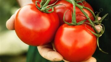 تراجع أسعار الطماطم في المجمعات الاستهلاكية إلى 20 جنيهاً وموعد عودتها لمعدلاتها الطبيعية