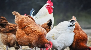 تراجع جديد في أسعار الفراخ والبيض خلال تعاملات اليوم الاثنين 23 مارس