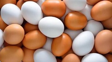 تراجع سعر كرتونة البيض إلى 125 جنيهاً في أسواق كفر الشيخ يوم الأربعاء