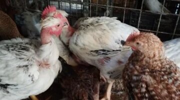 تغيرات جديدة في أسعار الدواجن داخل أسواق الأقصر والفراخ البلدي تسجل 135 جنيهاً