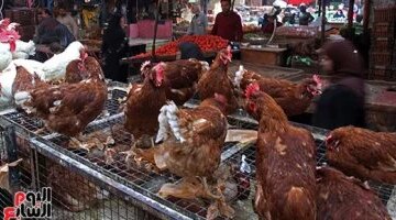 تغيرات جديدة في أسعار الدواجن والبط داخل أسواق محافظة الغربية اليوم